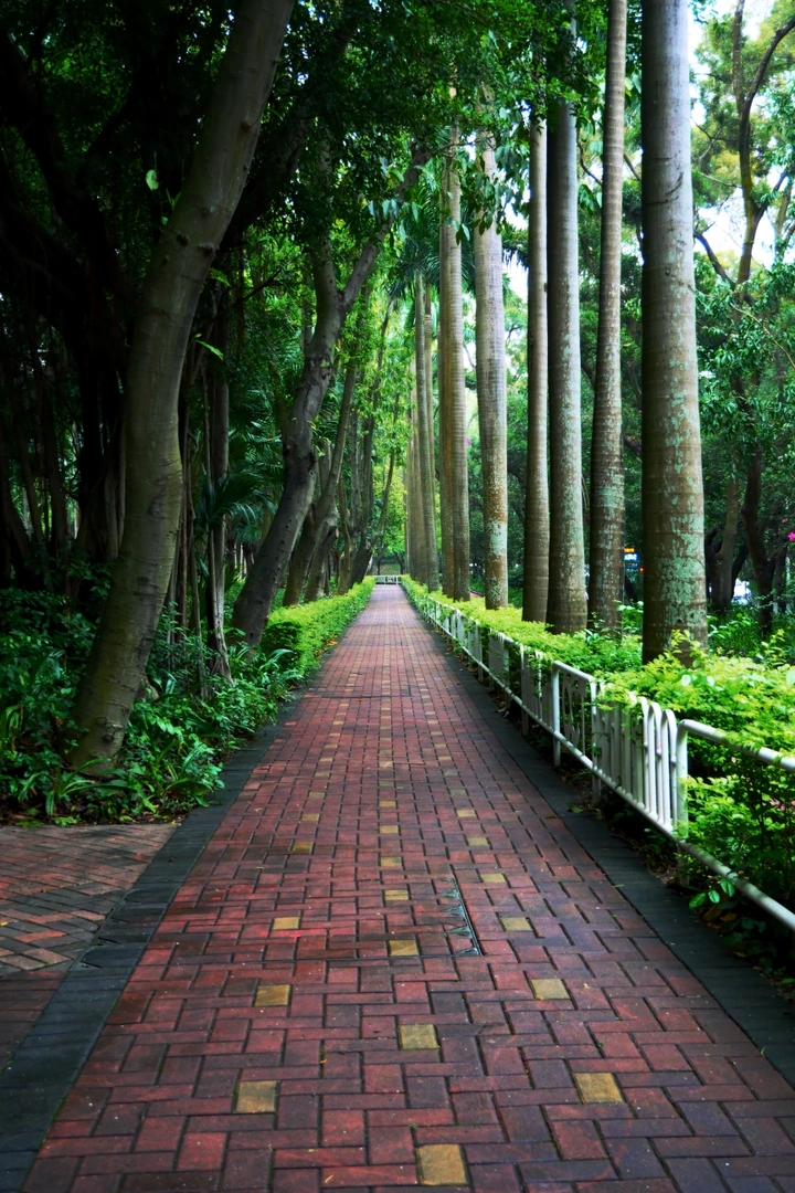 林间小道