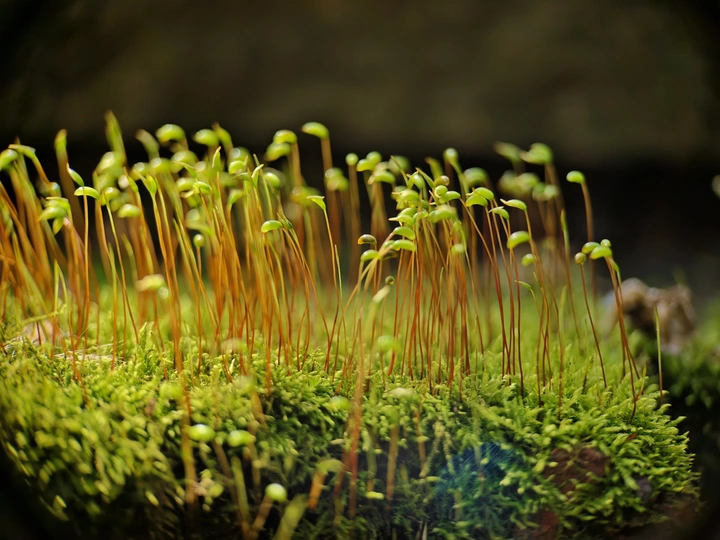 苔花如米小