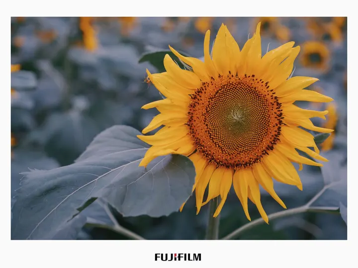 儿子的向日葵🌻