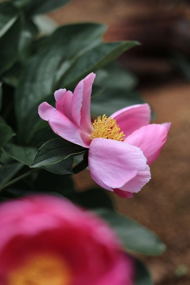 芍药花