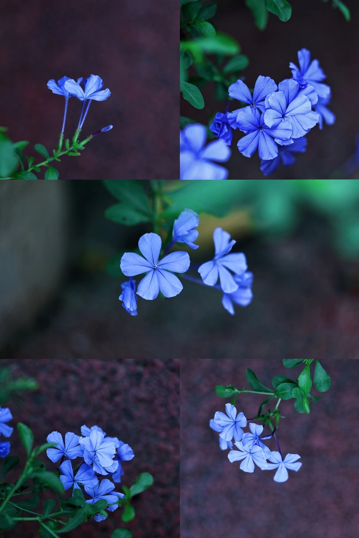 蓝雪花