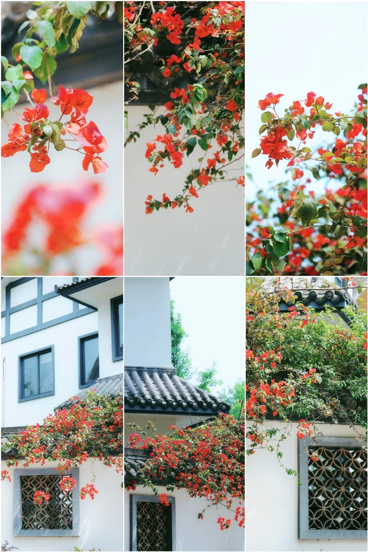 院子里的三角梅出墙来