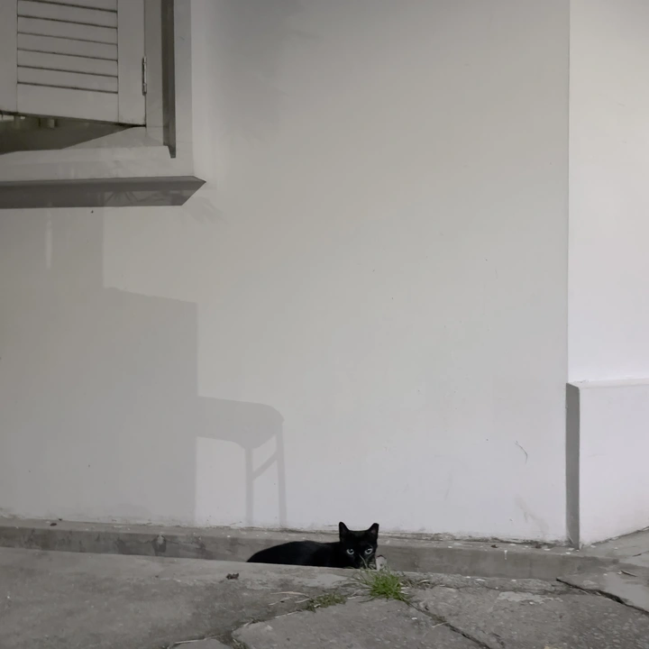 偷感很重的猫