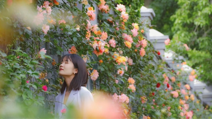 蔷薇花开了