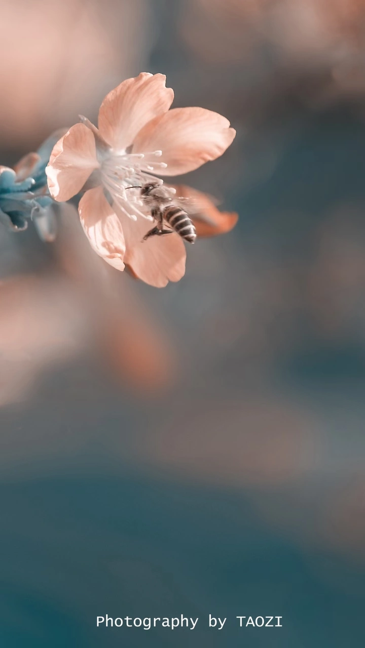 勤劳的小蜜蜂🐝