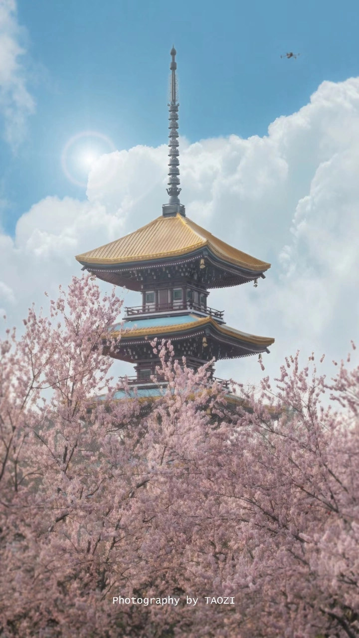 樱你而来