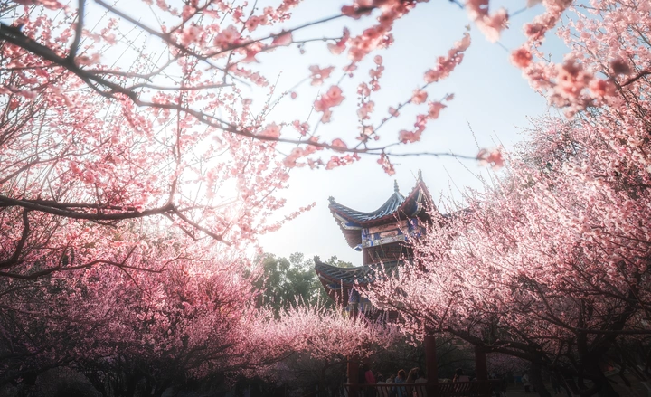 华中师范大学梅园梅花1