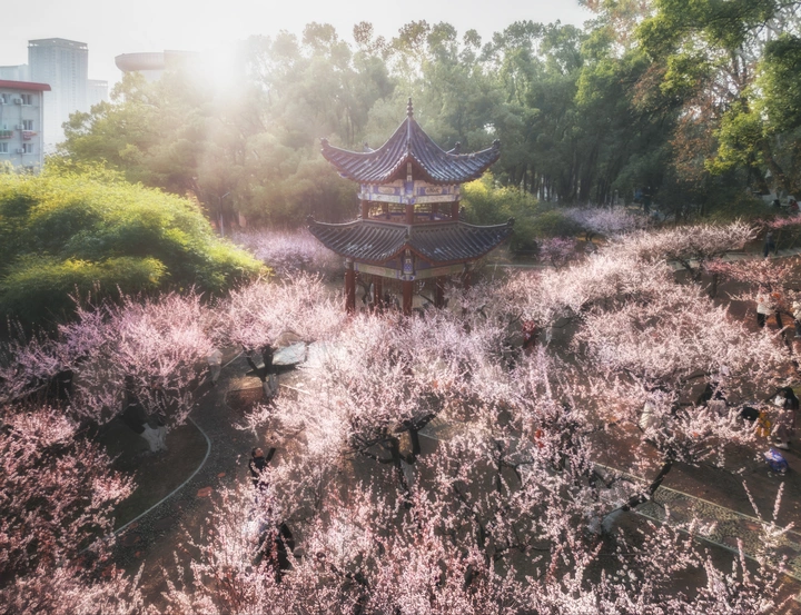 华师梅园梅花
