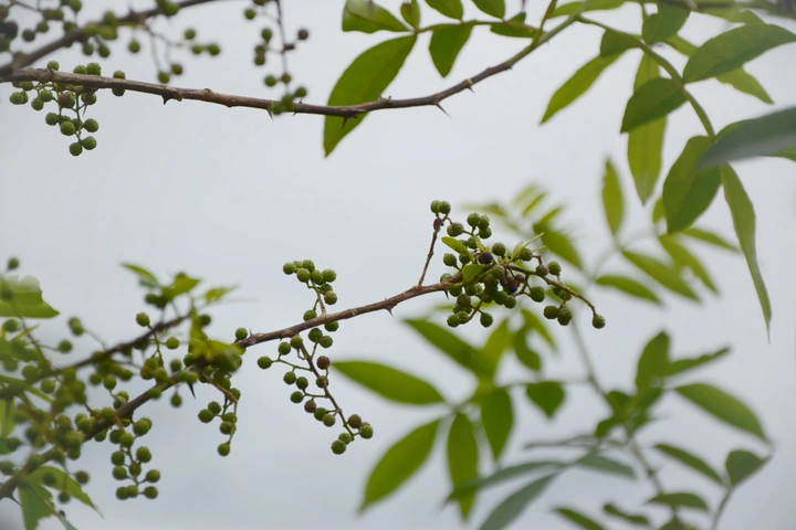 满屏花椒味😄