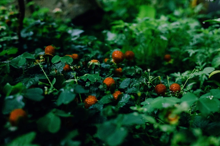 野果