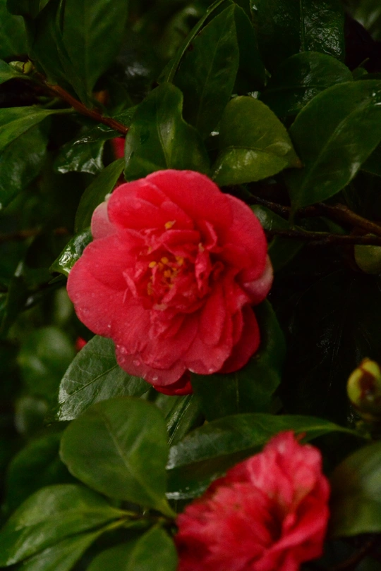 雨中一株红花的盛开