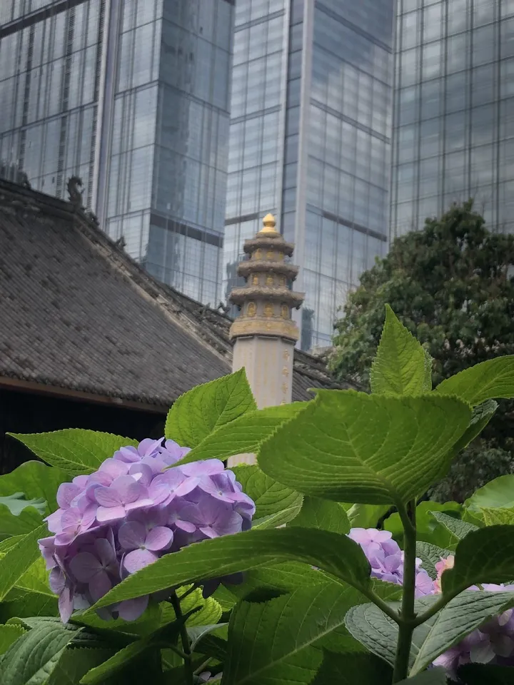 大慈寺-睿东中心-ifs-國金中心