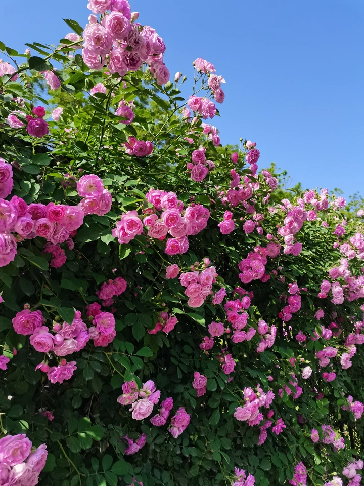蔷薇花