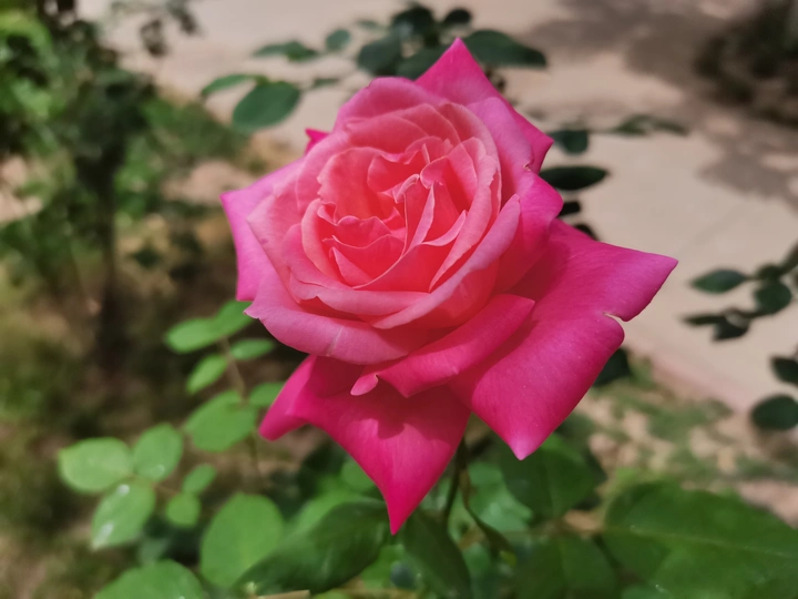 月季花