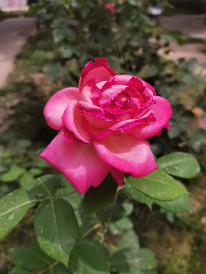 月季花