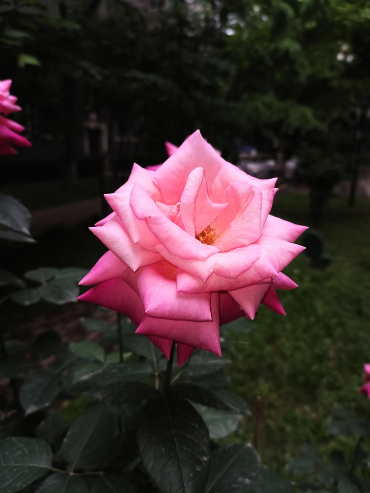 月季花