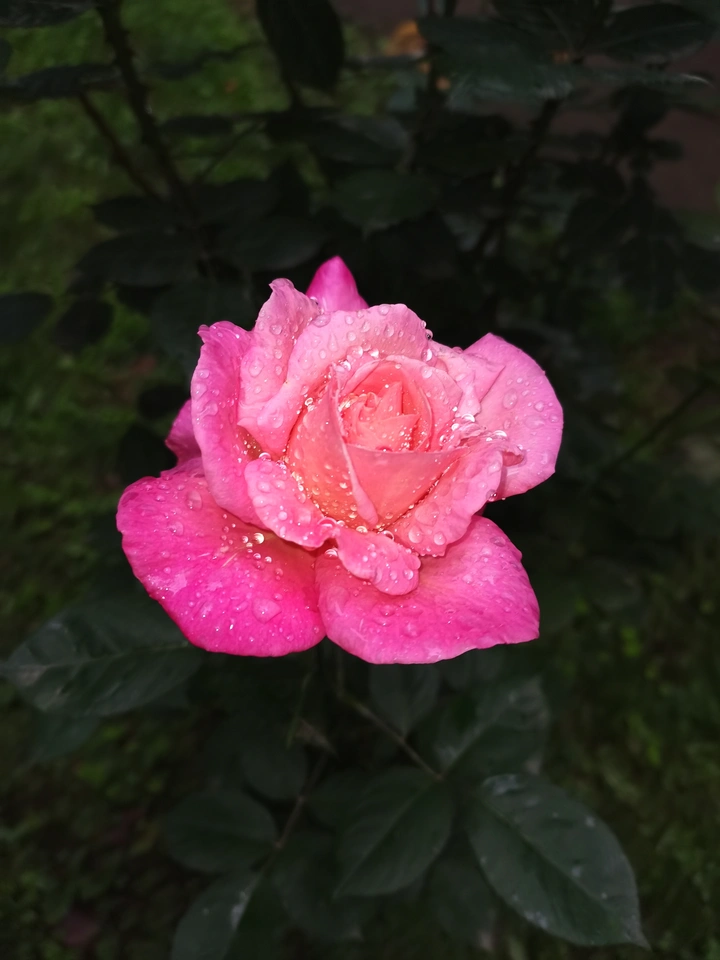 月季花