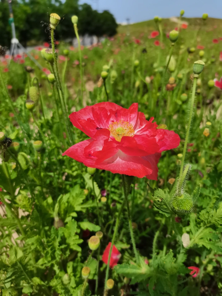 虞美人花