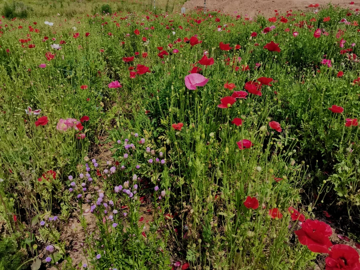 花海