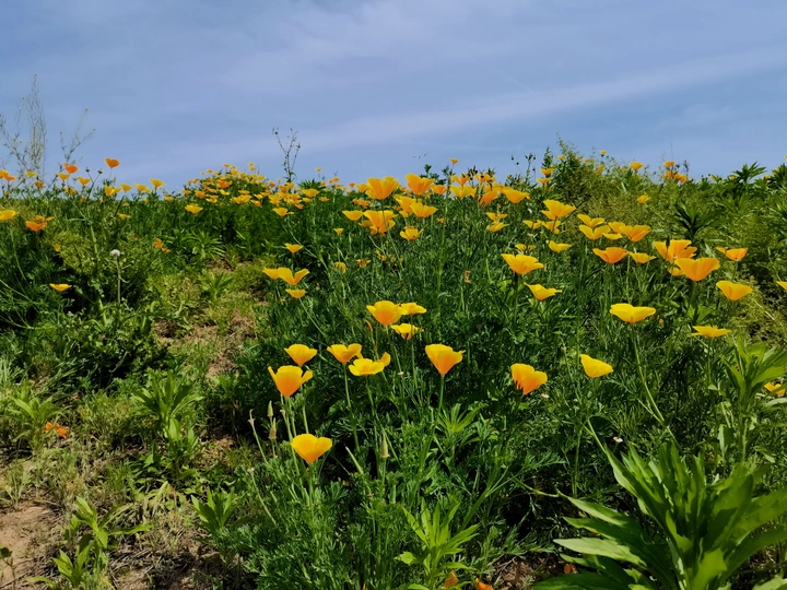 花菱草