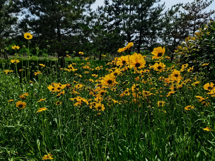 金鸡菊花