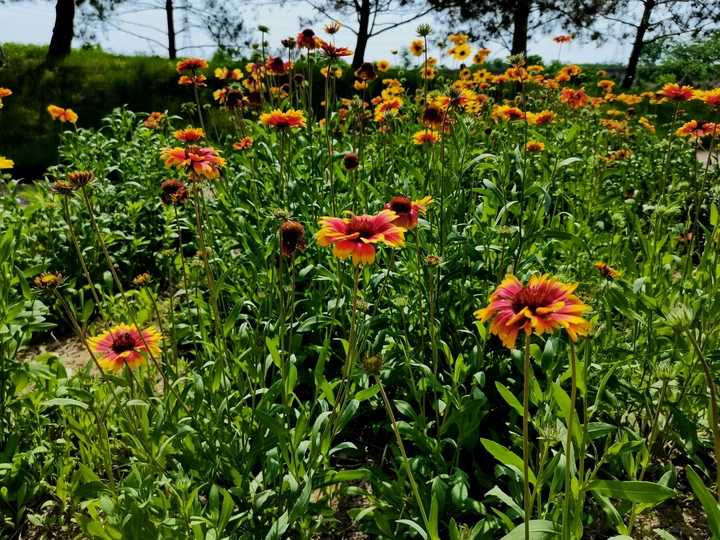 金鸡菊花