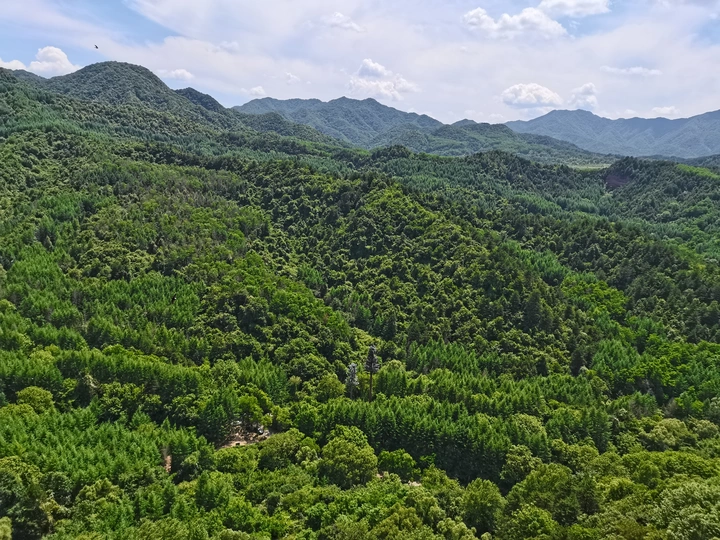 苍翠欲滴