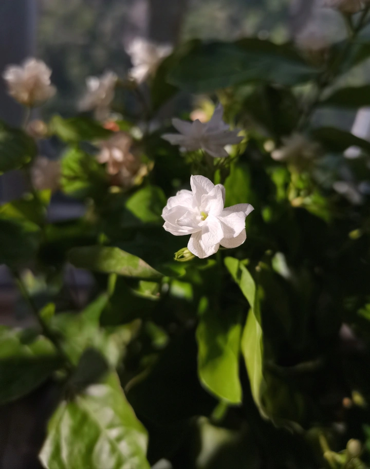 茉莉花