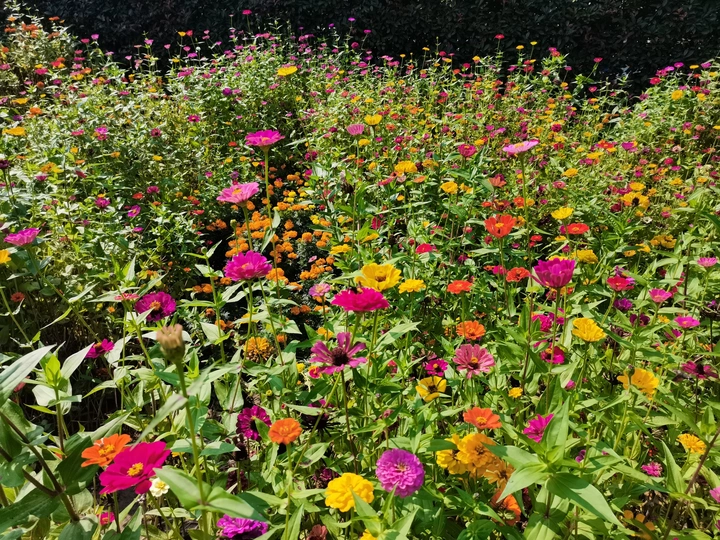 菊花盛开
