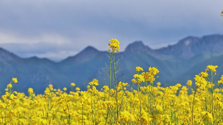 青海门源油菜花