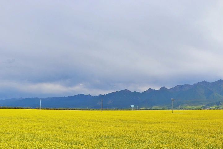 青海门源油菜花