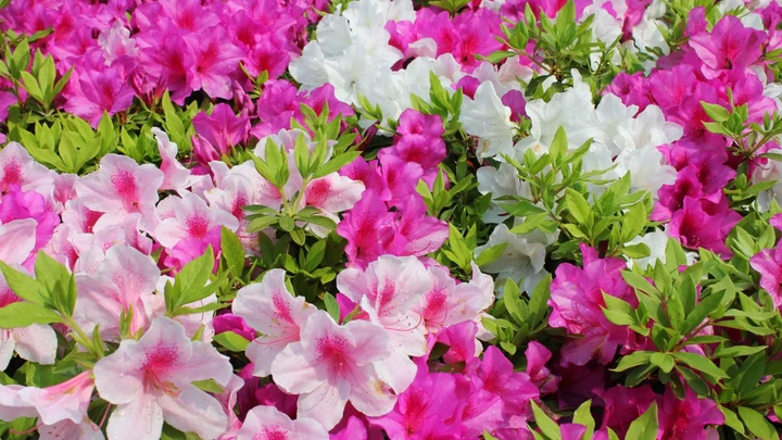杜鹃花
