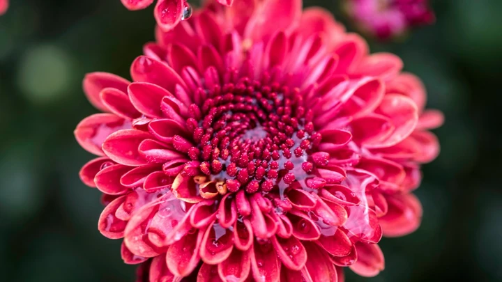 花蕊