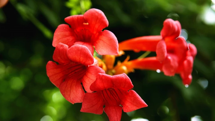 凌霄花