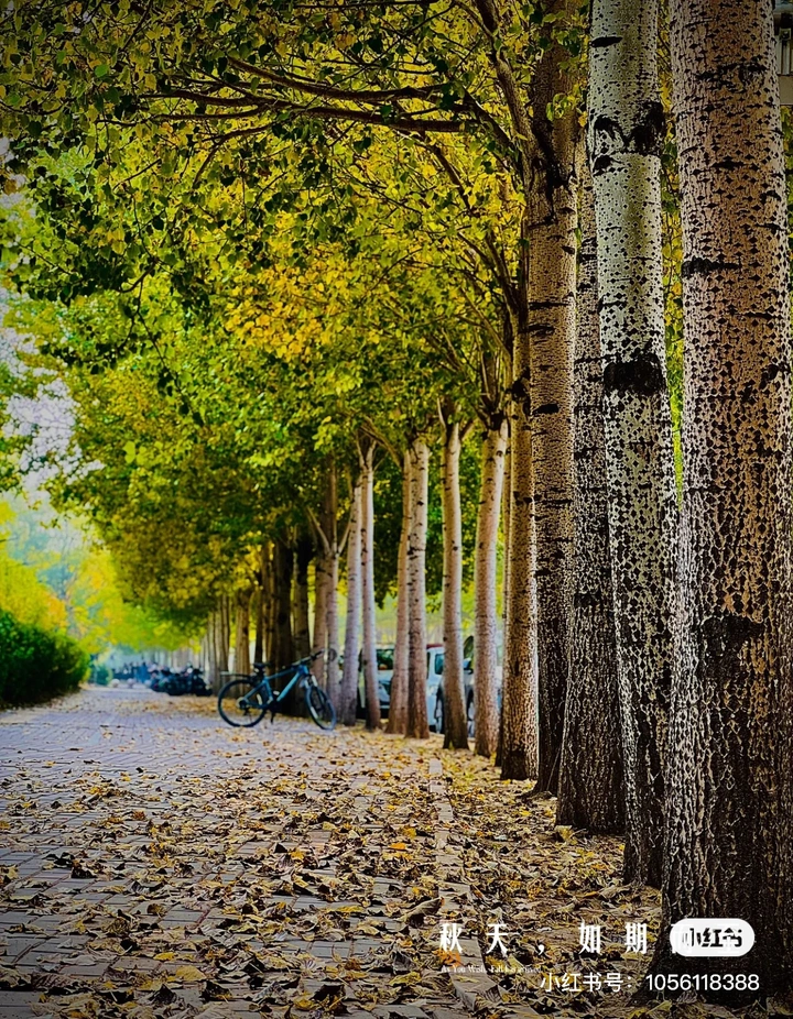 秋天，如约而至