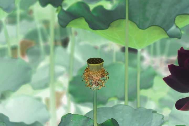 新荷色