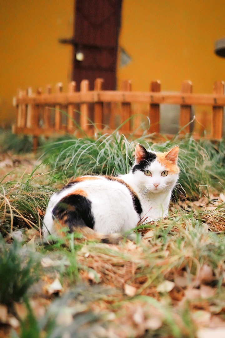 一摸就变成全自动猫猫头