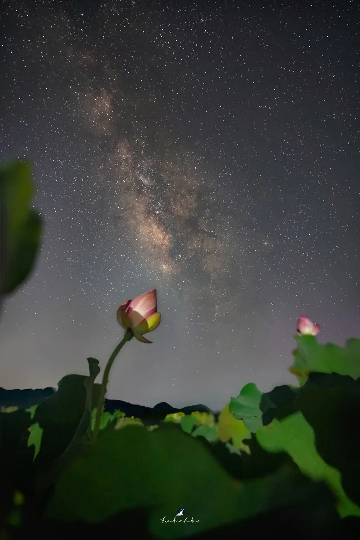 星荷筑梦