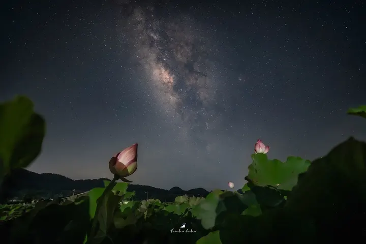 星荷浪漫