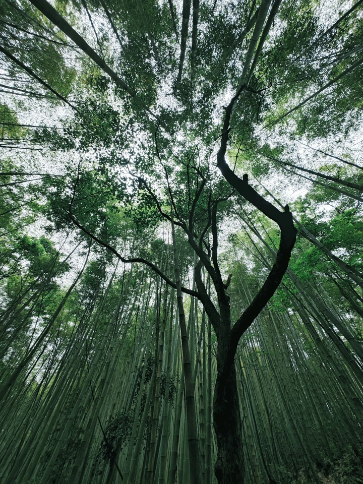侠-竹林