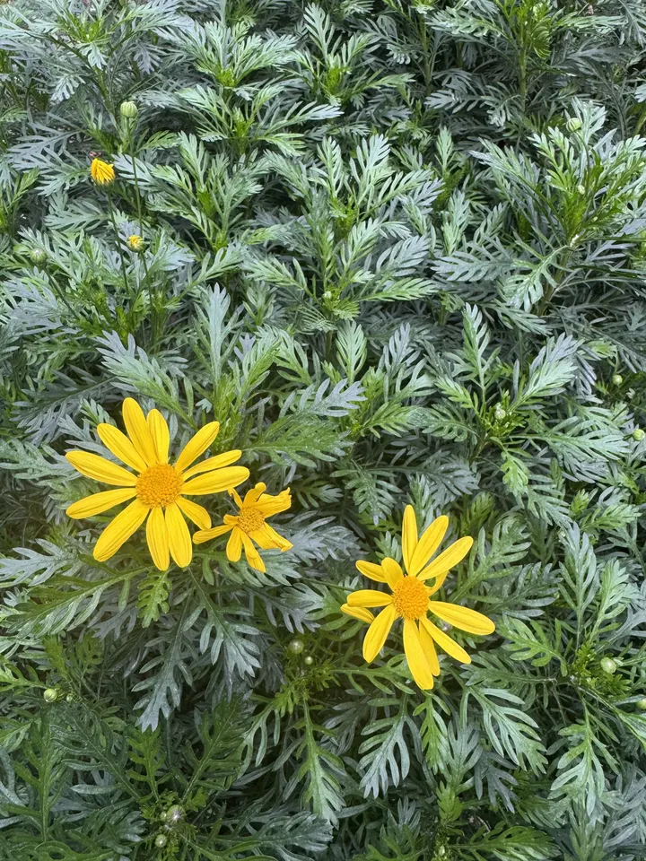 小黄花