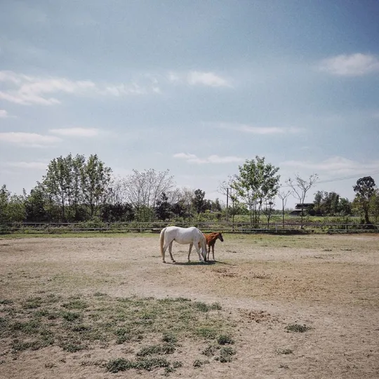 一匹白马站在一片泥土空地上