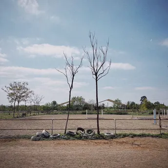 一个被围起来的区域 有死树、岩石和草地。