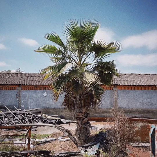 前方有一棵棕榈树 位于一座老式建筑前。