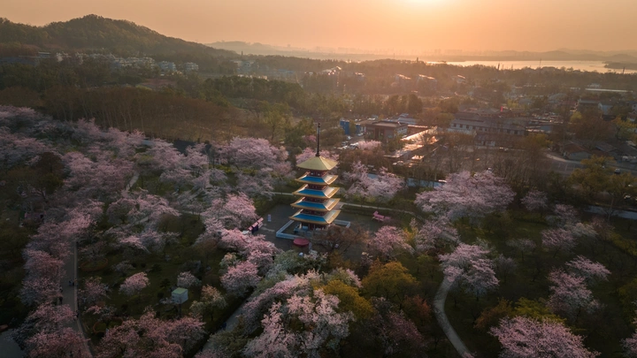武汉东湖磨山樱园