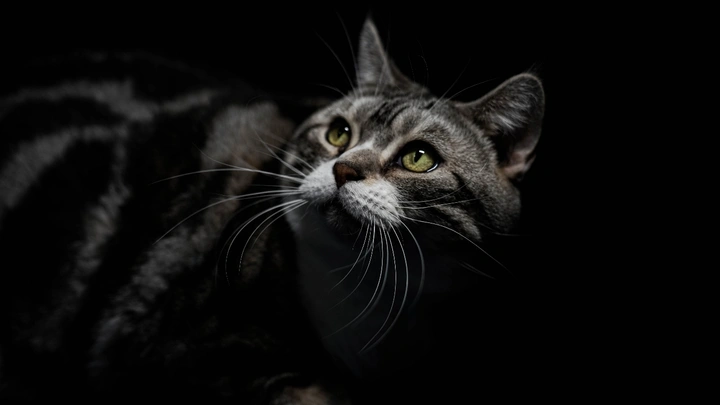 给家里猫猫拍一组照片