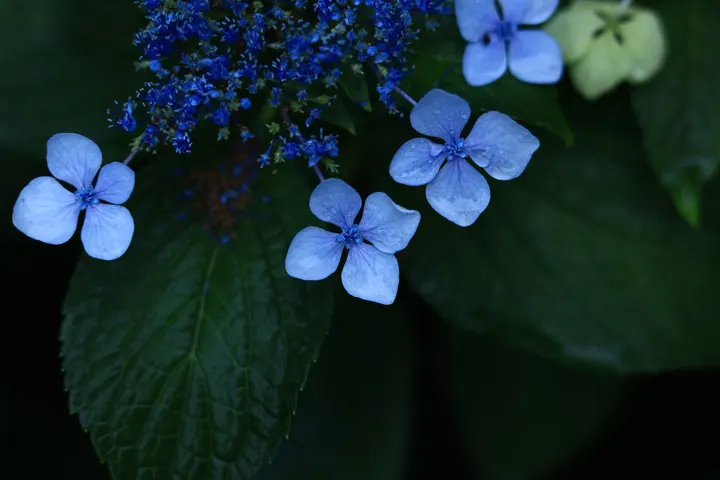 缤纷绣球