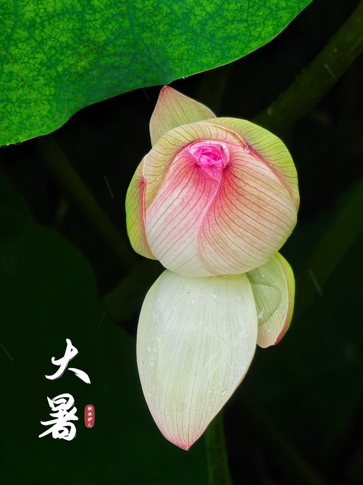 雨荷