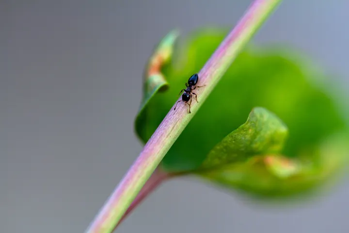 昆虫记