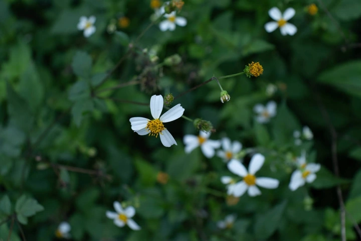 春天的花